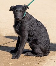 FERI, Hund, Mischlingsrüde in Ungarn - Bild 4