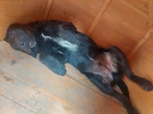 FERI, Hund, Mischlingsrüde in Ungarn - Bild 5