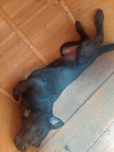 FERI, Hund, Mischlingsrüde in Ungarn - Bild 6