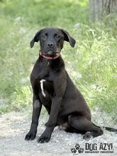 EDWIN, Hund, Mischlingshund in Slowakische Republik - Bild 1