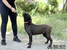 EDWIN, Hund, Mischlingshund in Slowakische Republik - Bild 10
