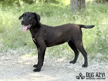 EDWIN, Hund, Mischlingshund in Slowakische Republik - Bild 11