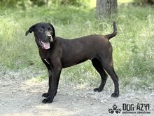EDWIN, Hund, Mischlingshund in Slowakische Republik - Bild 12