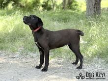 EDWIN, Hund, Mischlingshund in Slowakische Republik - Bild 13