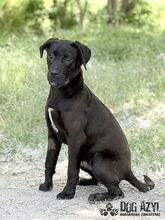 EDWIN, Hund, Mischlingshund in Slowakische Republik - Bild 14