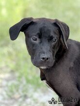 EDWIN, Hund, Mischlingshund in Slowakische Republik - Bild 15