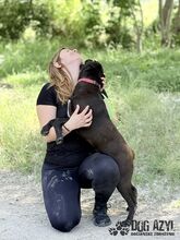 EDWIN, Hund, Mischlingshund in Slowakische Republik - Bild 16
