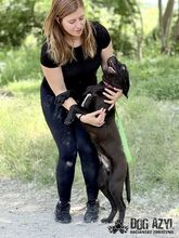 EDWIN, Hund, Mischlingshund in Slowakische Republik - Bild 17
