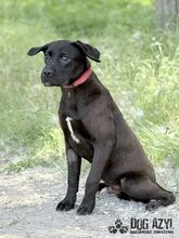 EDWIN, Hund, Mischlingshund in Slowakische Republik - Bild 2