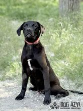EDWIN, Hund, Mischlingshund in Slowakische Republik - Bild 3