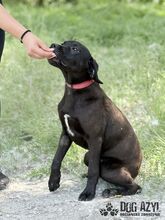 EDWIN, Hund, Mischlingshund in Slowakische Republik - Bild 4