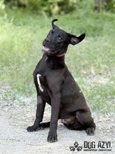 EDWIN, Hund, Mischlingshund in Slowakische Republik - Bild 5
