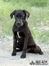 EDWIN, Hund, Mischlingshund in Slowakische Republik - Bild 6