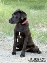 EDWIN, Hund, Mischlingshund in Slowakische Republik - Bild 7