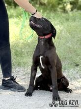 EDWIN, Hund, Mischlingshund in Slowakische Republik - Bild 8