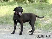 EDWIN, Hund, Mischlingshund in Slowakische Republik - Bild 9