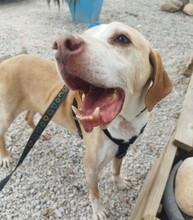 BRUNO, Hund, Pointer in Spanien - Bild 1