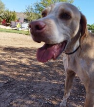 BRUNO, Hund, Pointer in Spanien - Bild 10