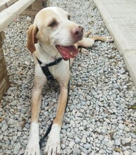 BRUNO, Hund, Pointer in Spanien - Bild 2