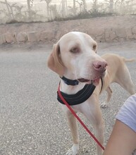 BRUNO, Hund, Pointer in Spanien - Bild 3