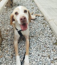 BRUNO, Hund, Pointer in Spanien - Bild 4