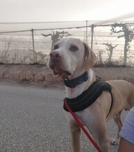 BRUNO, Hund, Pointer in Spanien - Bild 5