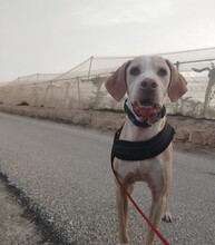 BRUNO, Hund, Pointer in Spanien - Bild 6