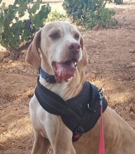 BRUNO, Hund, Pointer in Spanien - Bild 7