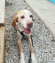 BRUNO, Hund, Pointer in Spanien - Bild 8