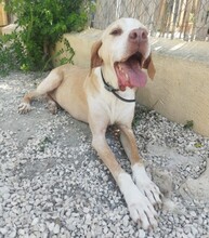 BRUNO, Hund, Pointer in Spanien - Bild 9