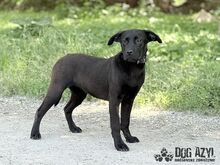 ELOIS, Hund, Mischlingshund in Slowakische Republik - Bild 1