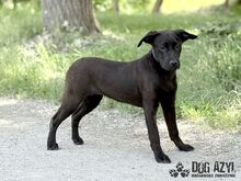 ELOIS, Hund, Mischlingshund in Slowakische Republik - Bild 10