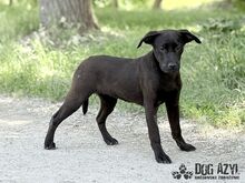 ELOIS, Hund, Mischlingshund in Slowakische Republik - Bild 11