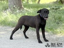 ELOIS, Hund, Mischlingshund in Slowakische Republik - Bild 12