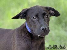 ELOIS, Hund, Mischlingshund in Slowakische Republik - Bild 13