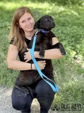 ELOIS, Hund, Mischlingshund in Slowakische Republik - Bild 14