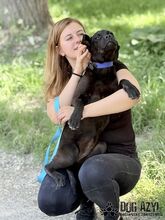 ELOIS, Hund, Mischlingshund in Slowakische Republik - Bild 15