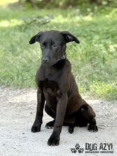 ELOIS, Hund, Mischlingshund in Slowakische Republik - Bild 2