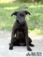 ELOIS, Hund, Mischlingshund in Slowakische Republik - Bild 4