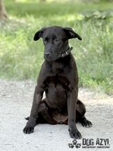 ELOIS, Hund, Mischlingshund in Slowakische Republik - Bild 5