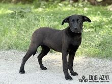 ELOIS, Hund, Mischlingshund in Slowakische Republik - Bild 6