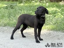 ELOIS, Hund, Mischlingshund in Slowakische Republik - Bild 7