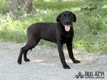 ELOIS, Hund, Mischlingshund in Slowakische Republik - Bild 8