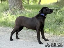 ELOIS, Hund, Mischlingshund in Slowakische Republik - Bild 9