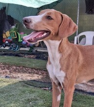 HAENSEL, Hund, Mischlingshund in Spanien - Bild 1