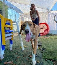 HAENSEL, Hund, Mischlingshund in Spanien - Bild 3
