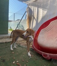 HAENSEL, Hund, Mischlingshund in Spanien - Bild 4