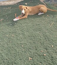 HAENSEL, Hund, Mischlingshund in Spanien - Bild 5
