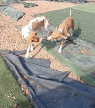 HAENSEL, Hund, Mischlingshund in Spanien - Bild 6