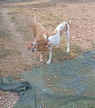 HAENSEL, Hund, Mischlingshund in Spanien - Bild 7
